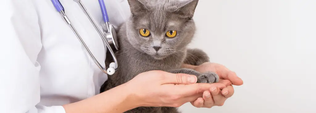 epilepsia_en_gatos.png