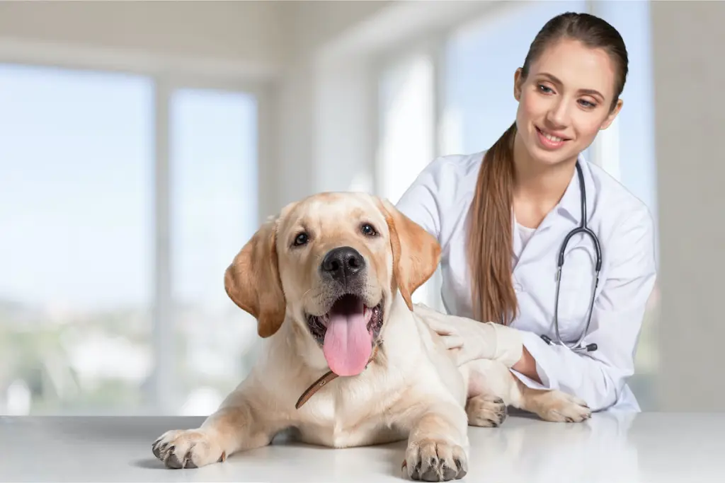 gastroenterite_cane_0.jpg