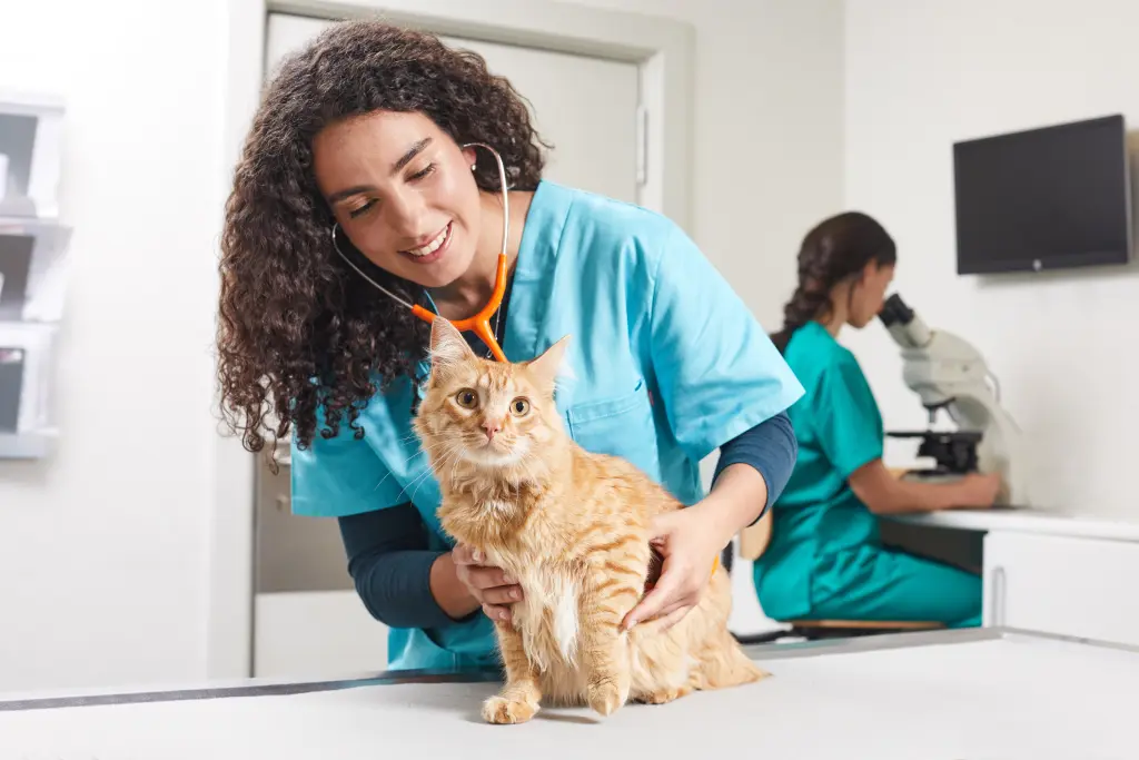 dandruff_in_cats.jpg