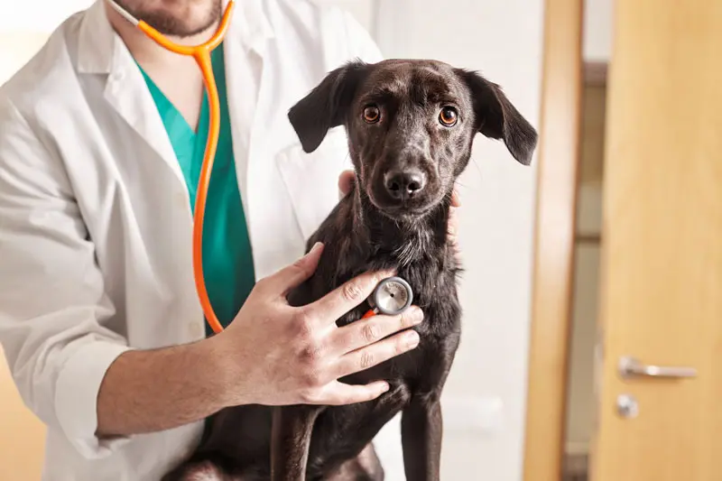 vomito_e_diarrea_cane.jpg