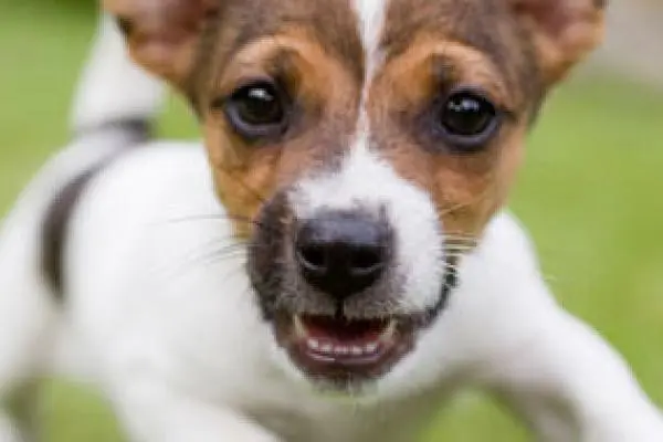 coronavirus_canino_1.jpg