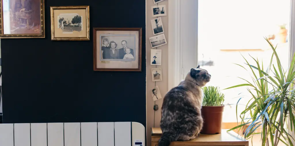 prodotti-per-animali-domestici.jpg