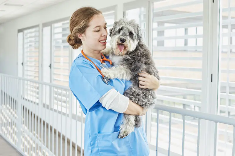 cane_sangue_nelle_feci.jpg