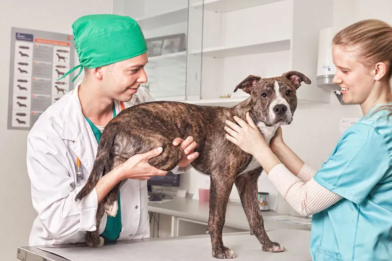 diarrea_cane_muco.jpg