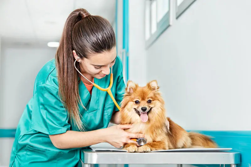 alimentazione_cucciolo_cane.jpg