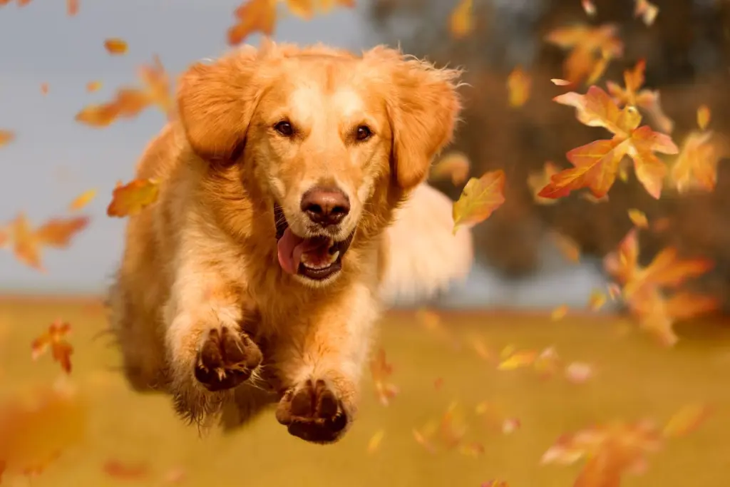 ehrlichiosi_canina_0.jpg