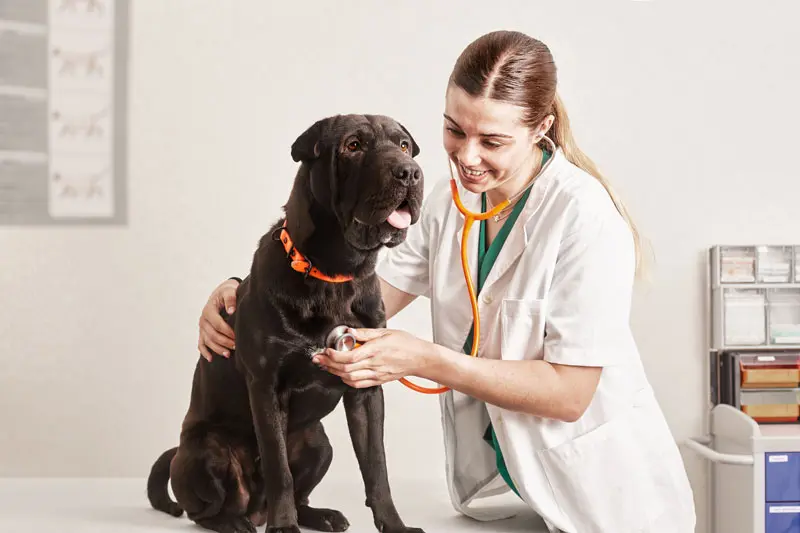 chemioterapia_per_cani.jpg