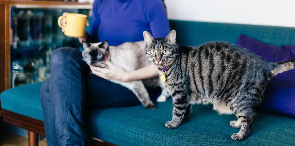 ipertiroidismo_felino.jpg