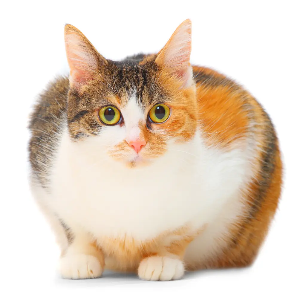 mangime_gatti.jpg