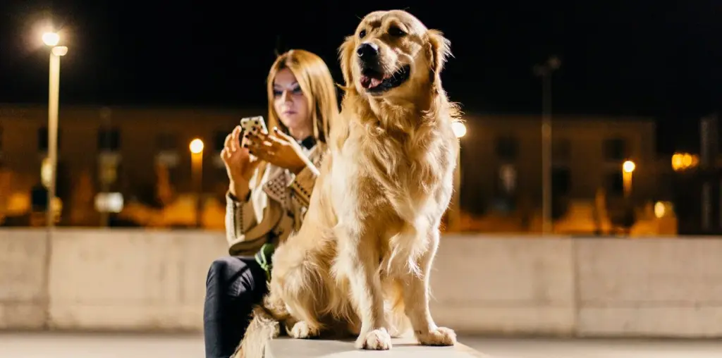 mastocitoma-canino.jpg
