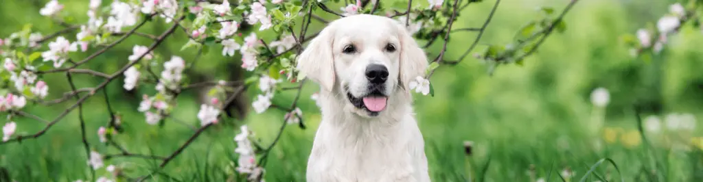 maladie de cushing chien.png