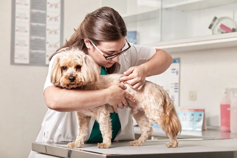 angioedema_canino.jpg