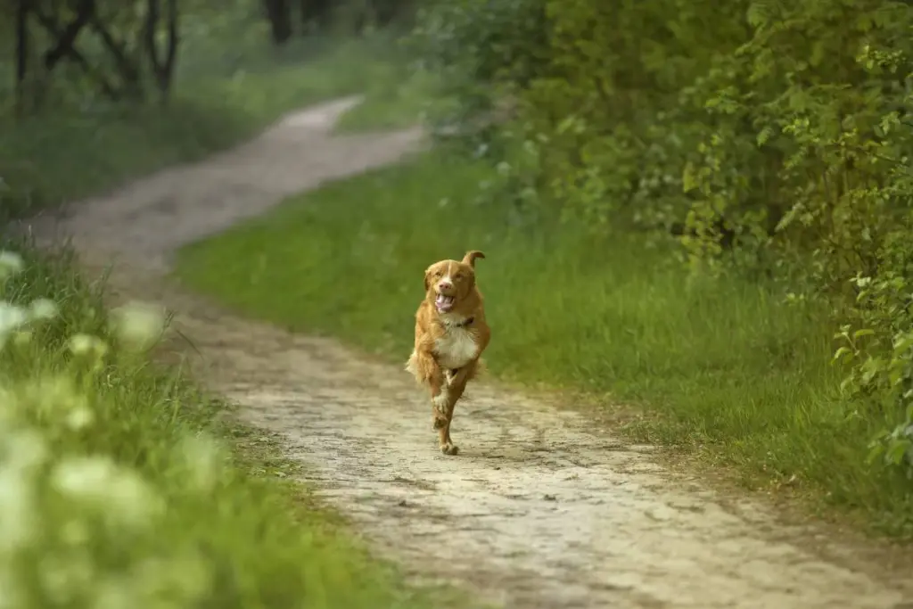 rottura_legamento_crociato_cane_0.jpg