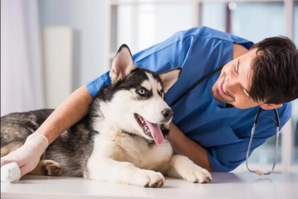 vitamina_k_per_cani.jpg