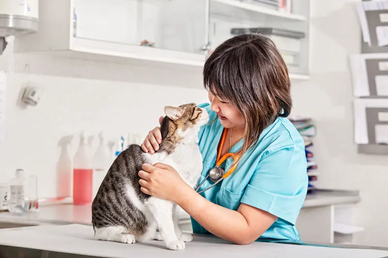 fibrosarcoma_gatto.jpg