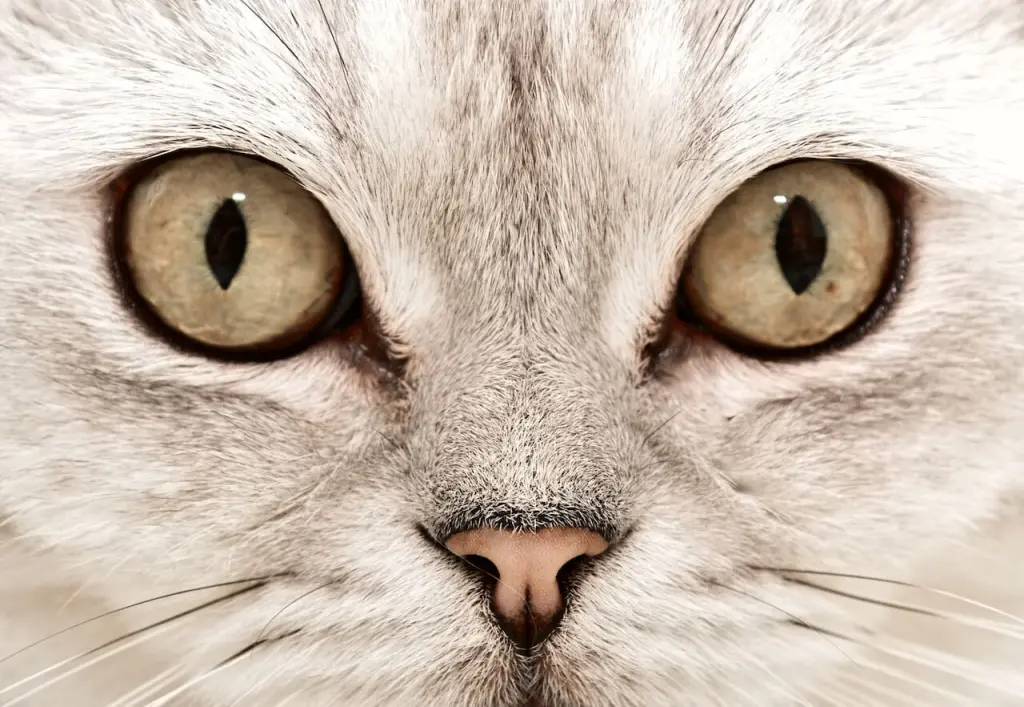 congiuntivite-gatto.jpg
