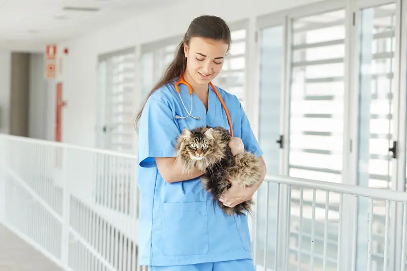 feline_triaditis.jpg
