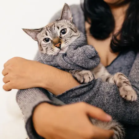 aids_felino.jpg