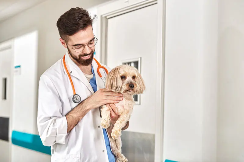 anestesiologia_veterinaria.jpg