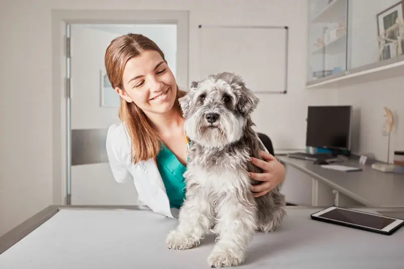 sterilizzazione canina.jpg