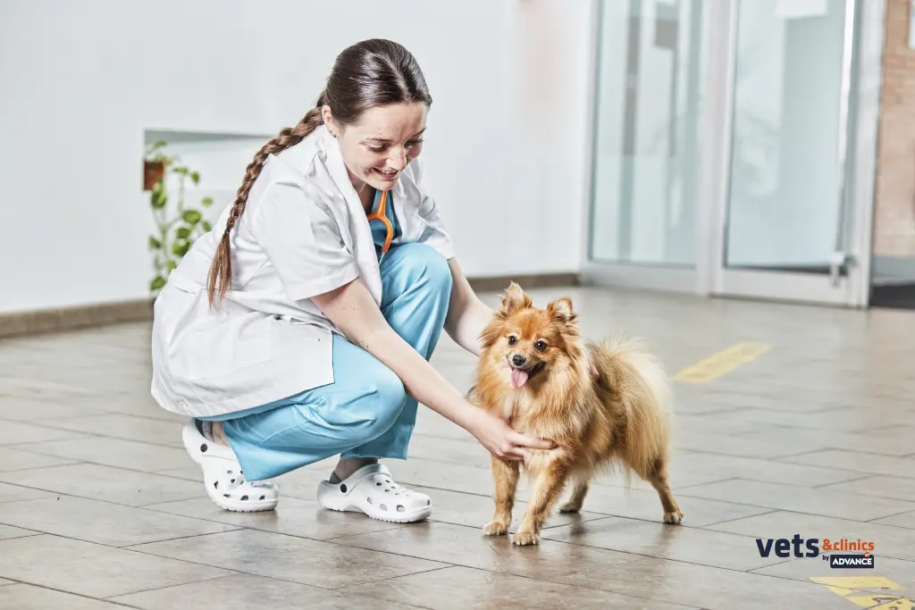 ambulanza_veterinaria.jpg