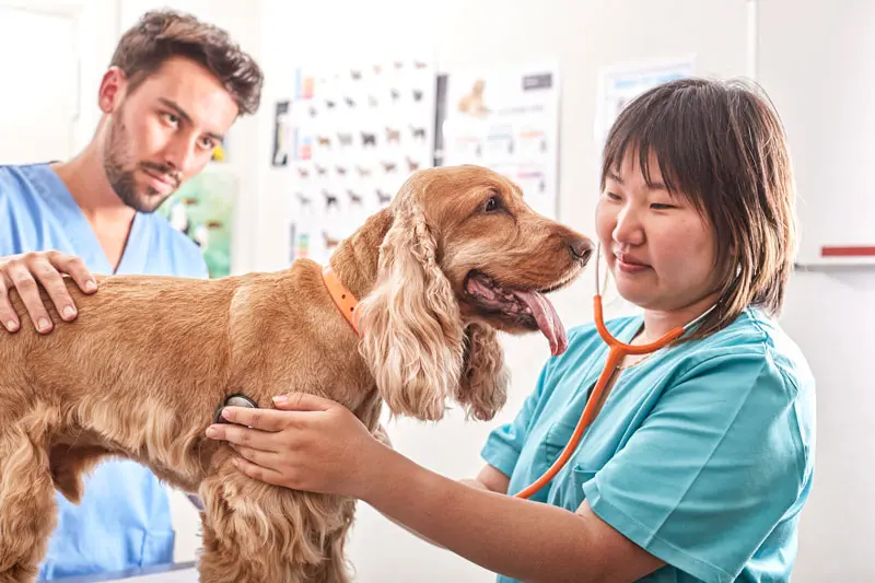encefalopatia_hepatica_en_perros.jpg