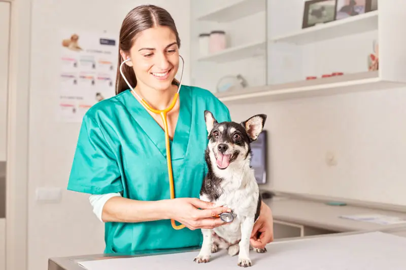 gastroentérite chez le chien traitement.jpg