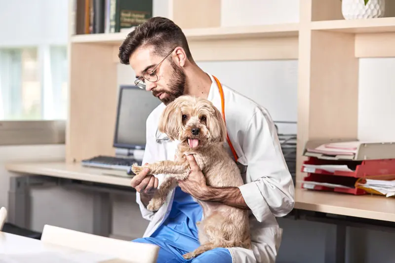 fisioterapia_per_cani.jpg