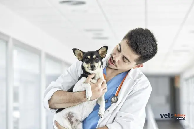 prednisona_para_perros.jpg