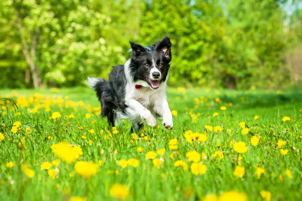 agility_cani.jpg