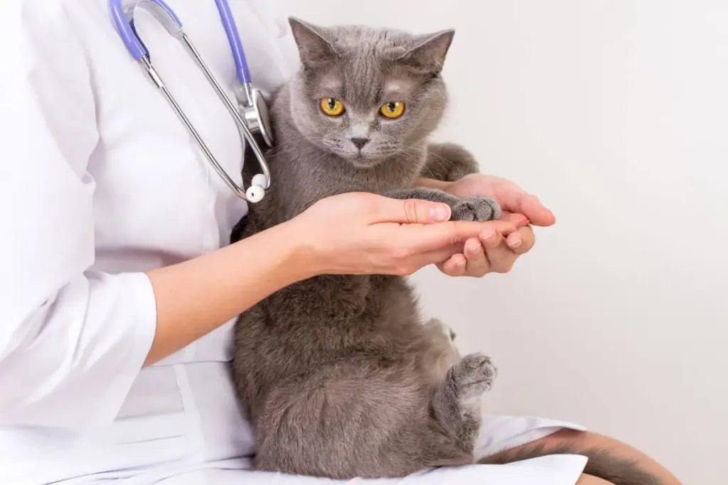 epilessia_nei_gatti.jpg