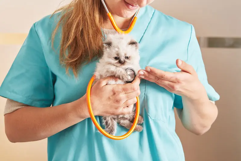ostruzione_intestinale_gatto.jpg