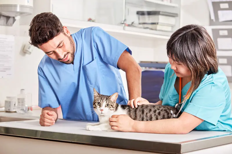 respiro_affannoso_gatto.jpg