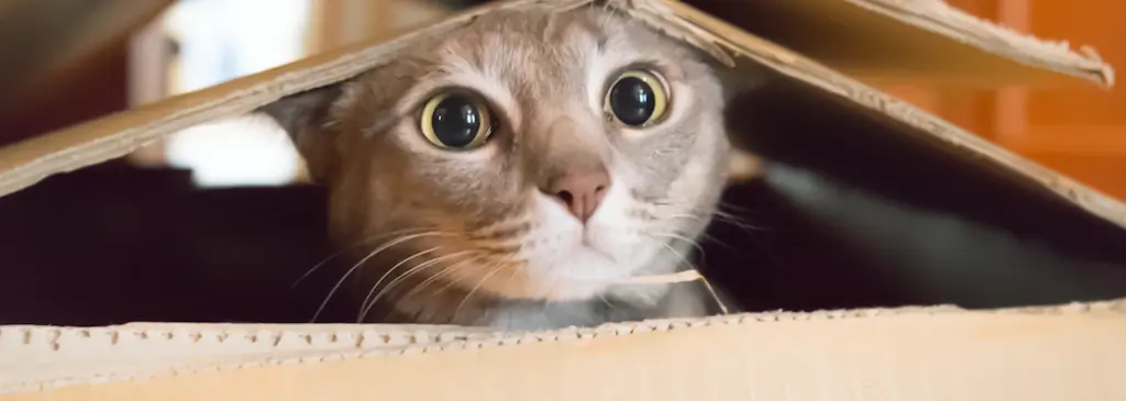 post_diabetes_en_gatos.png