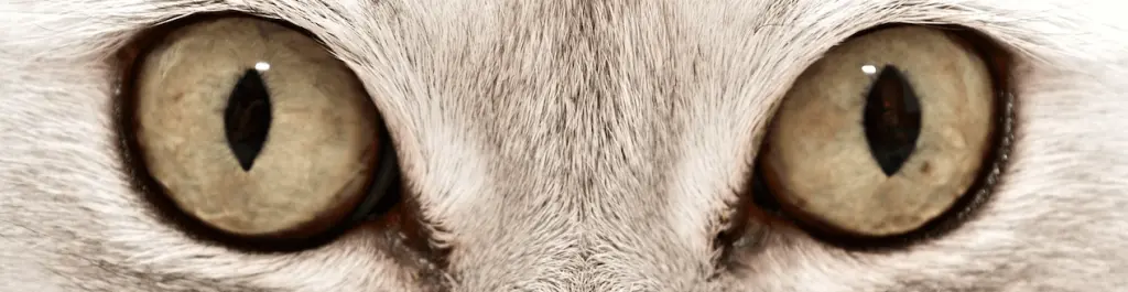 conjuntivitis_gatos.png