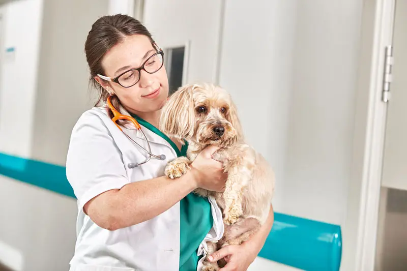 sterilizzazione_cani_femmina.jpg