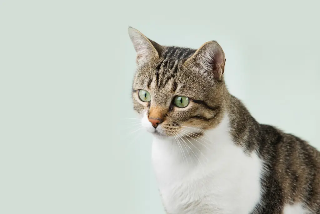 leucemia_gatti_0.jpg