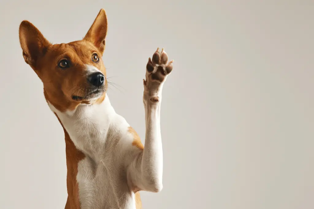 morbo_di_cushing_nel_cane_0.jpg