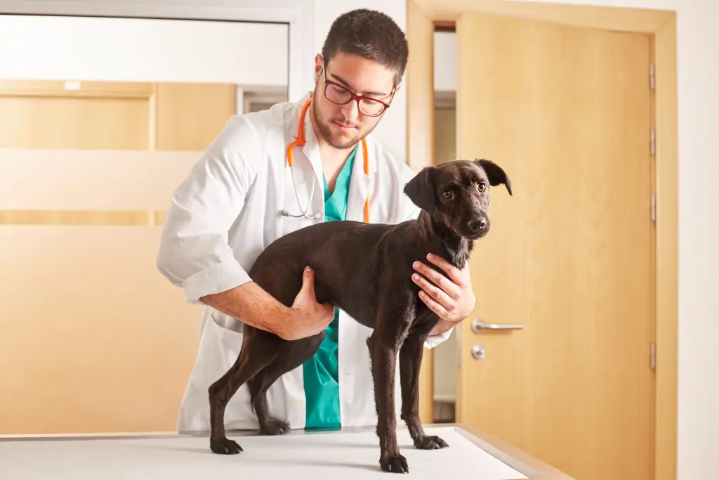 inseminazione artificiale nei cani.jpg