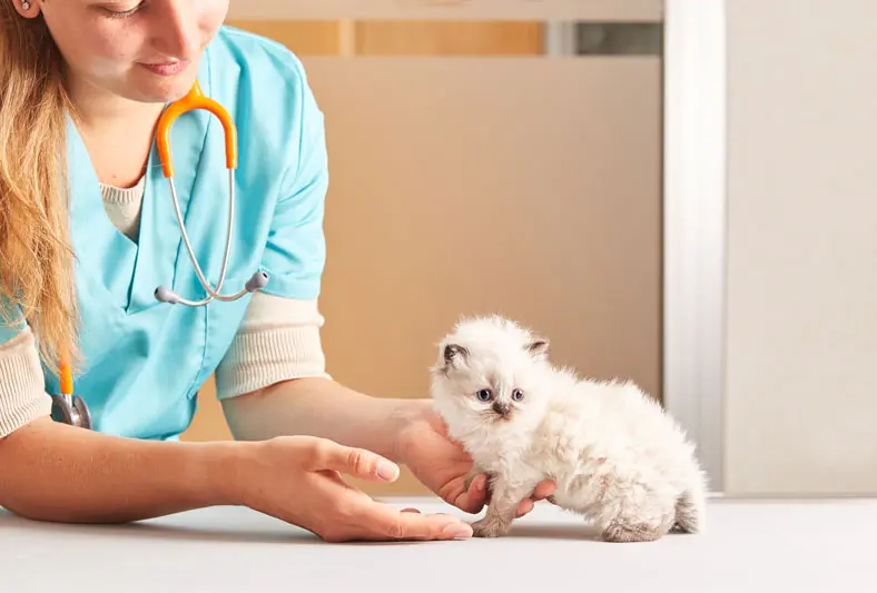esterilizar_gato_macho.jpg