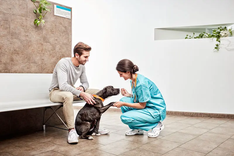 decorso_post_operatorio_sterilizzazione_cane.jpg