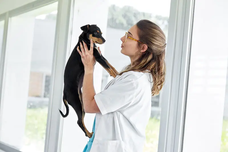 insulina_per_cani.jpg