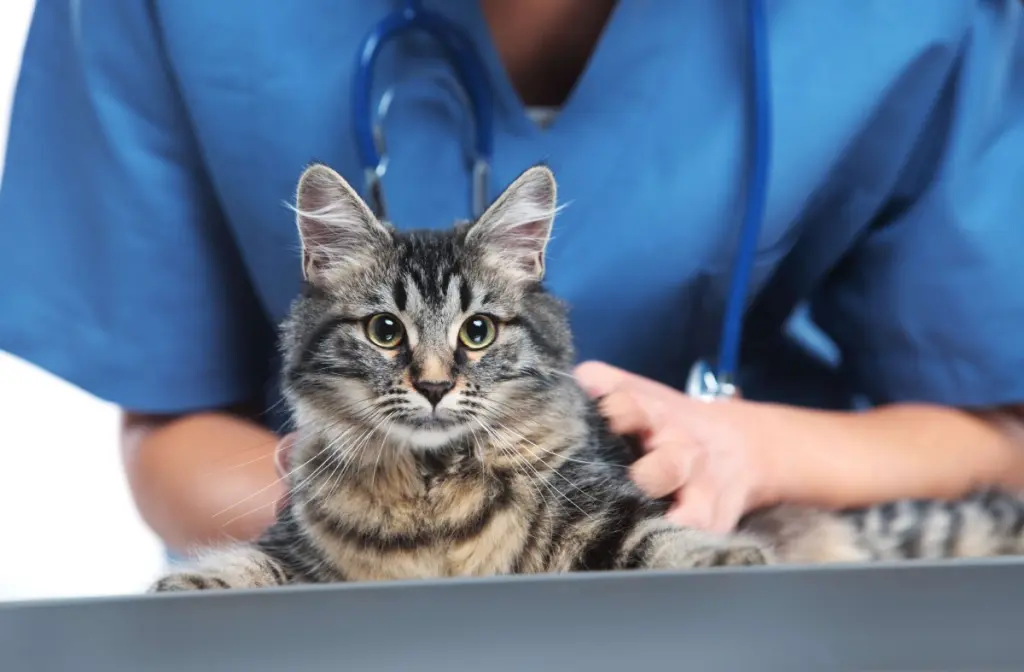 leucemia_felina_1.jpg