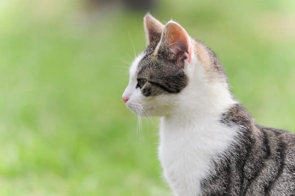 vermi_nei_gatti_1.jpg