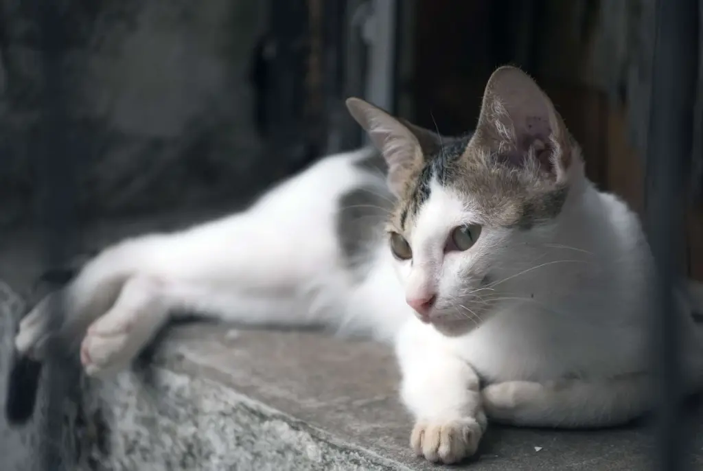 pancreatite_nei_gatti.jpg