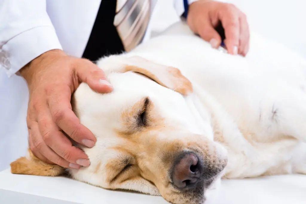 radiografia_cane.jpg