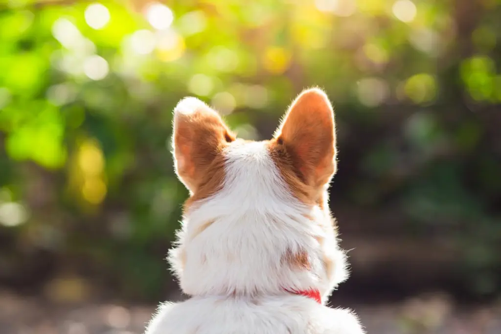 otite_nei_cani_0.jpg