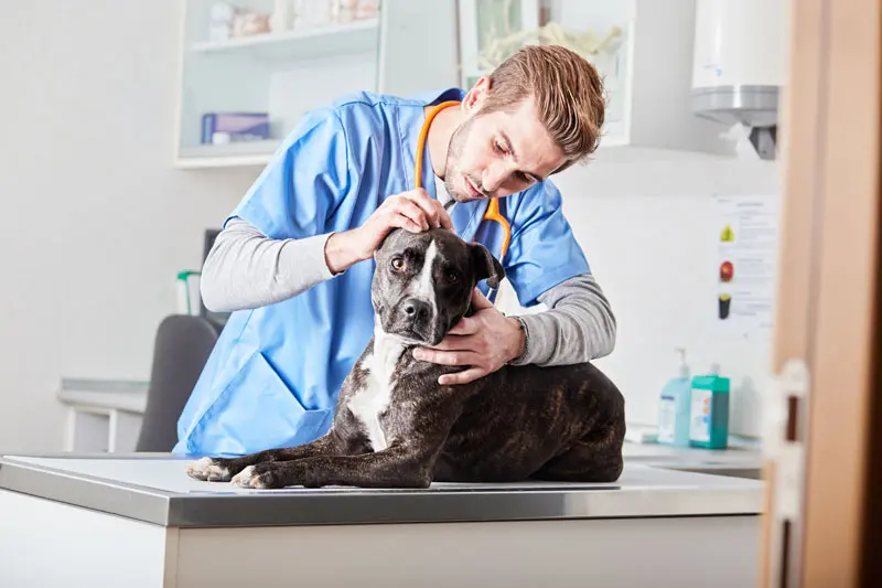 croste sulla pelle del cane.jpg