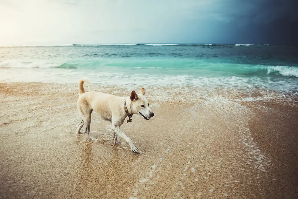rottura_legamento_crociato_cane.jpg