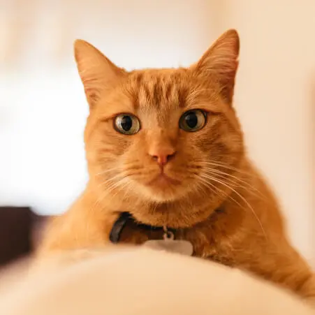 cibo_per_gatti_piccoli.jpg